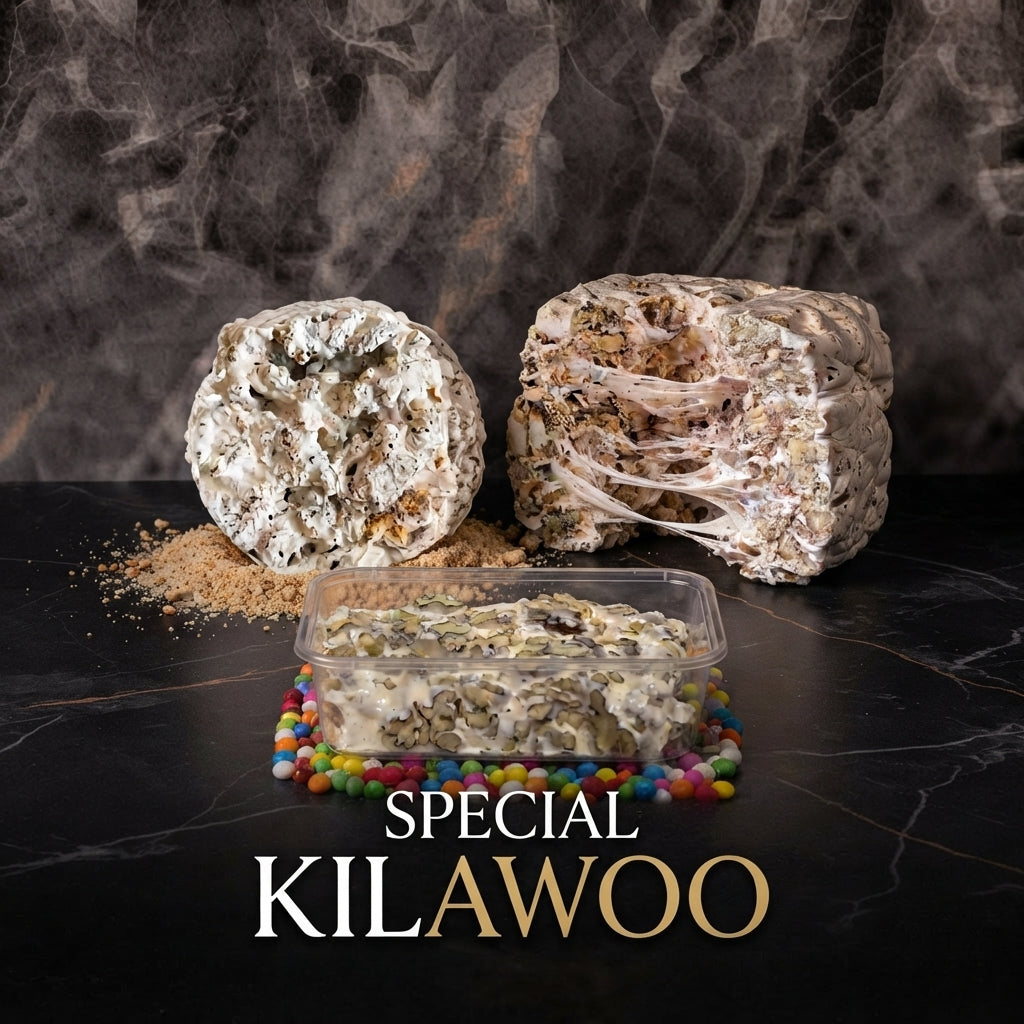 Kilao White – Creamy Walnut