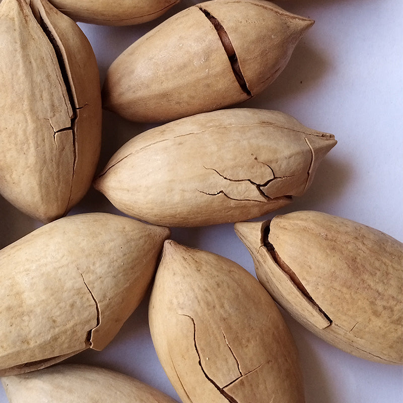 Pecan Nuts